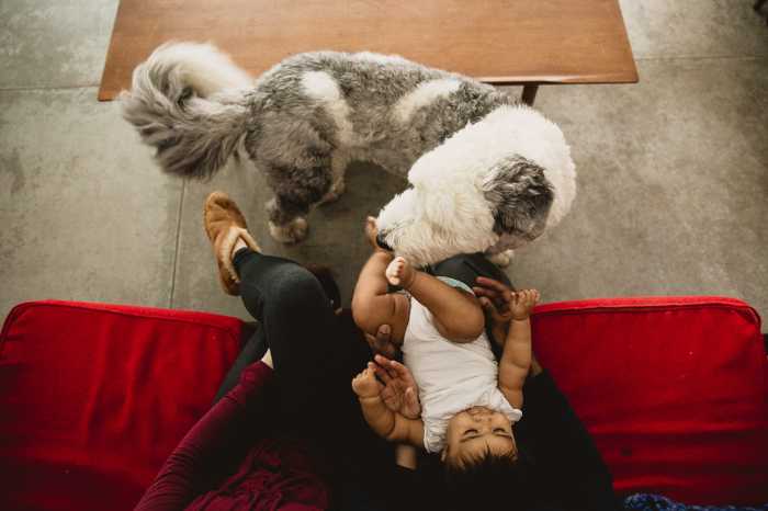 baby sitting on lap and doodle dog licking feet on a red couch taken from above by family photographer